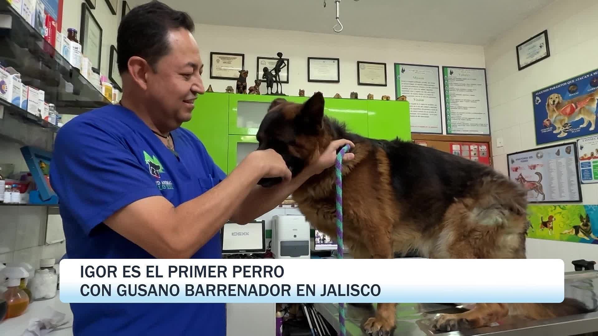 Igor es el Primer Perro con Gusano Barrenador en Jalisco; Este es su Estado de Salud