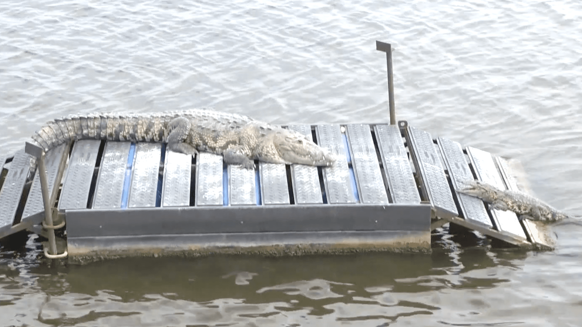 Autoridades Identifican Nidos de Cocodrilos en Laguna del Carpintero de Tampico