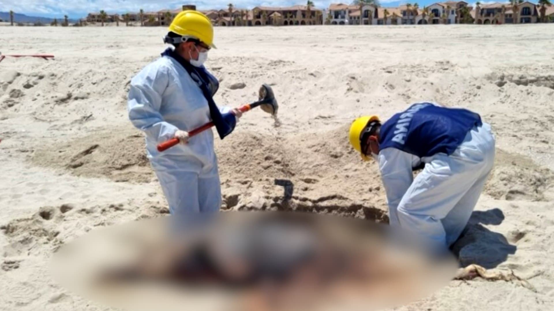 Mar Arroja Delfín Sin Vida en Playa de San Felipe, Baja California