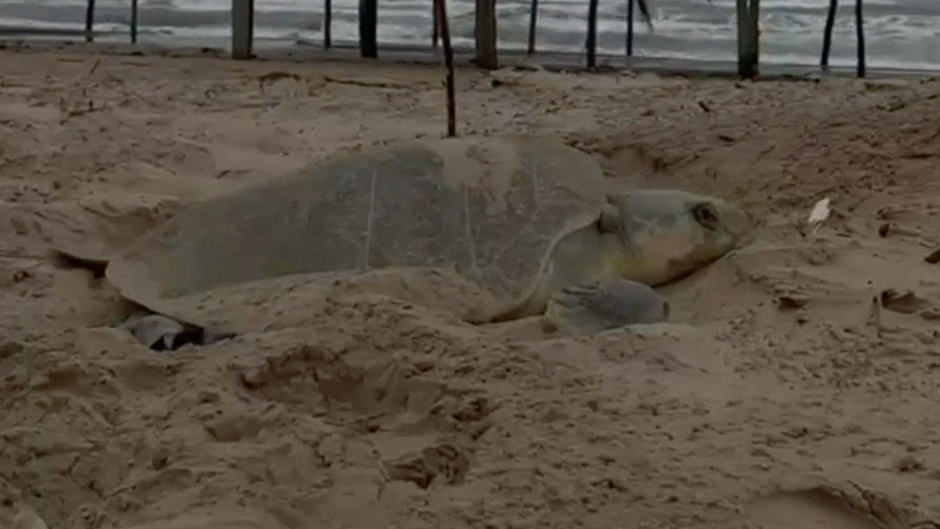 Continúa el Desove de Tortugas Marinas en Tuxpan, Veracruz