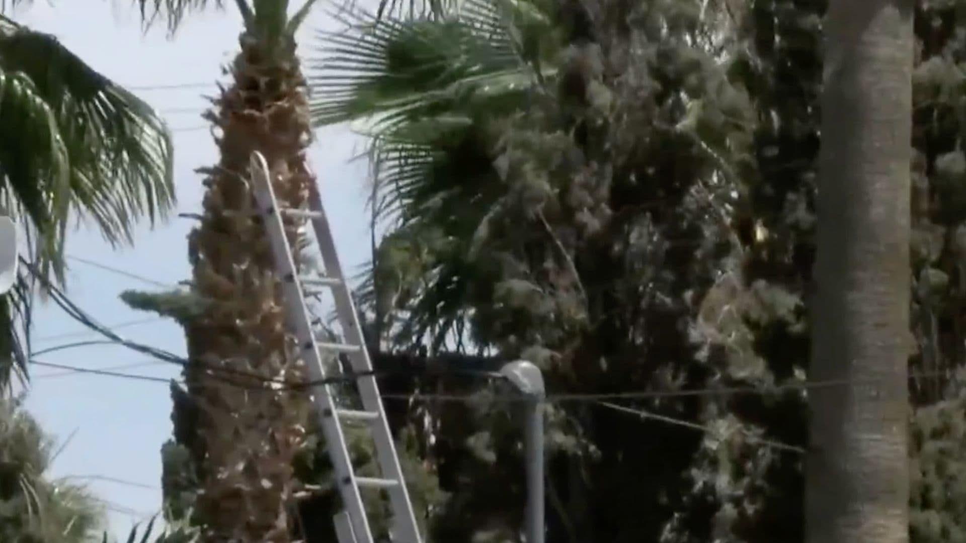 Escalera donde trabajaba jardinero