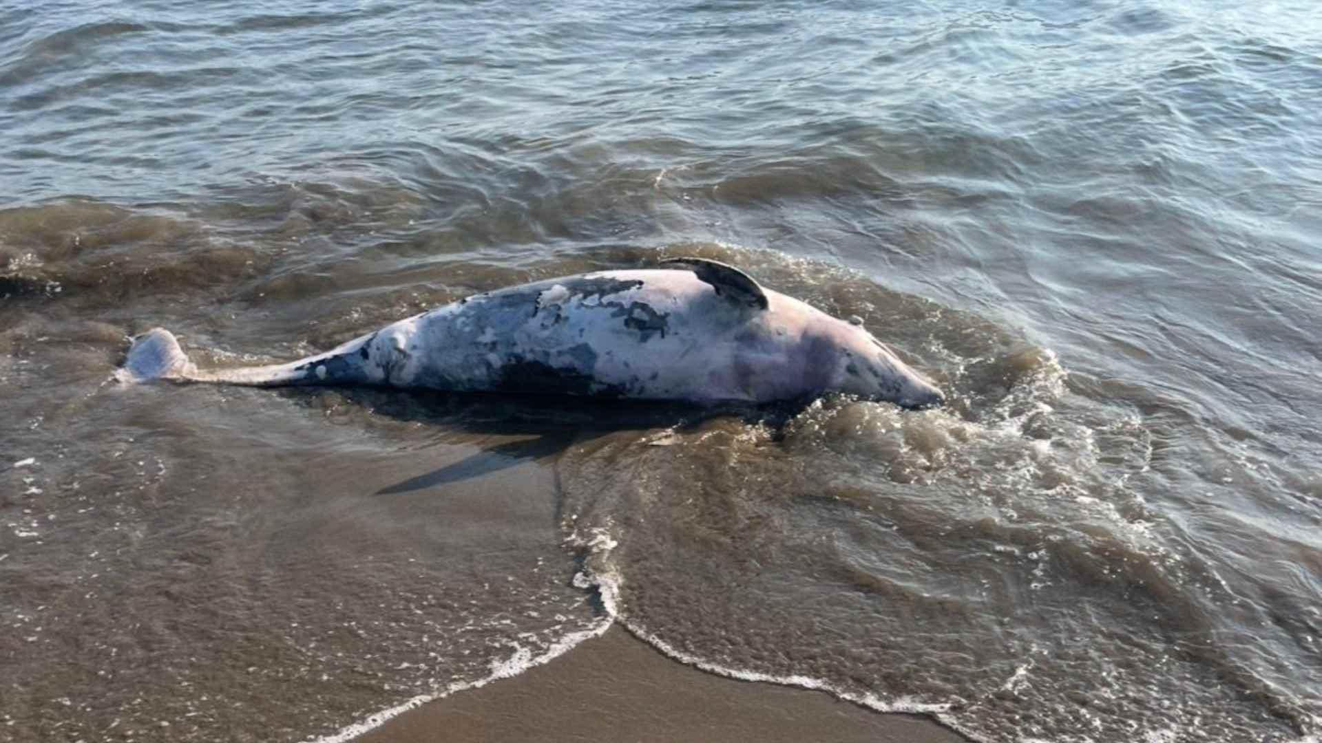 Hallan Delfín sin Vida en Playa de Coatzacoalcos; Autoridades Investigan las Causas de su Muerte