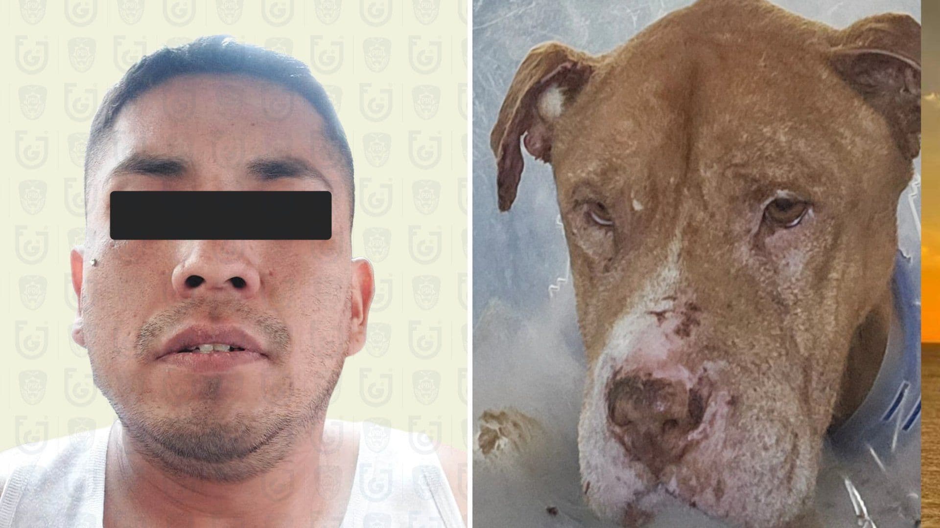 Piden Justicia para “Nicolás”: Perro Asesinado al Defender a su Dueña de Agresión de Exesposo