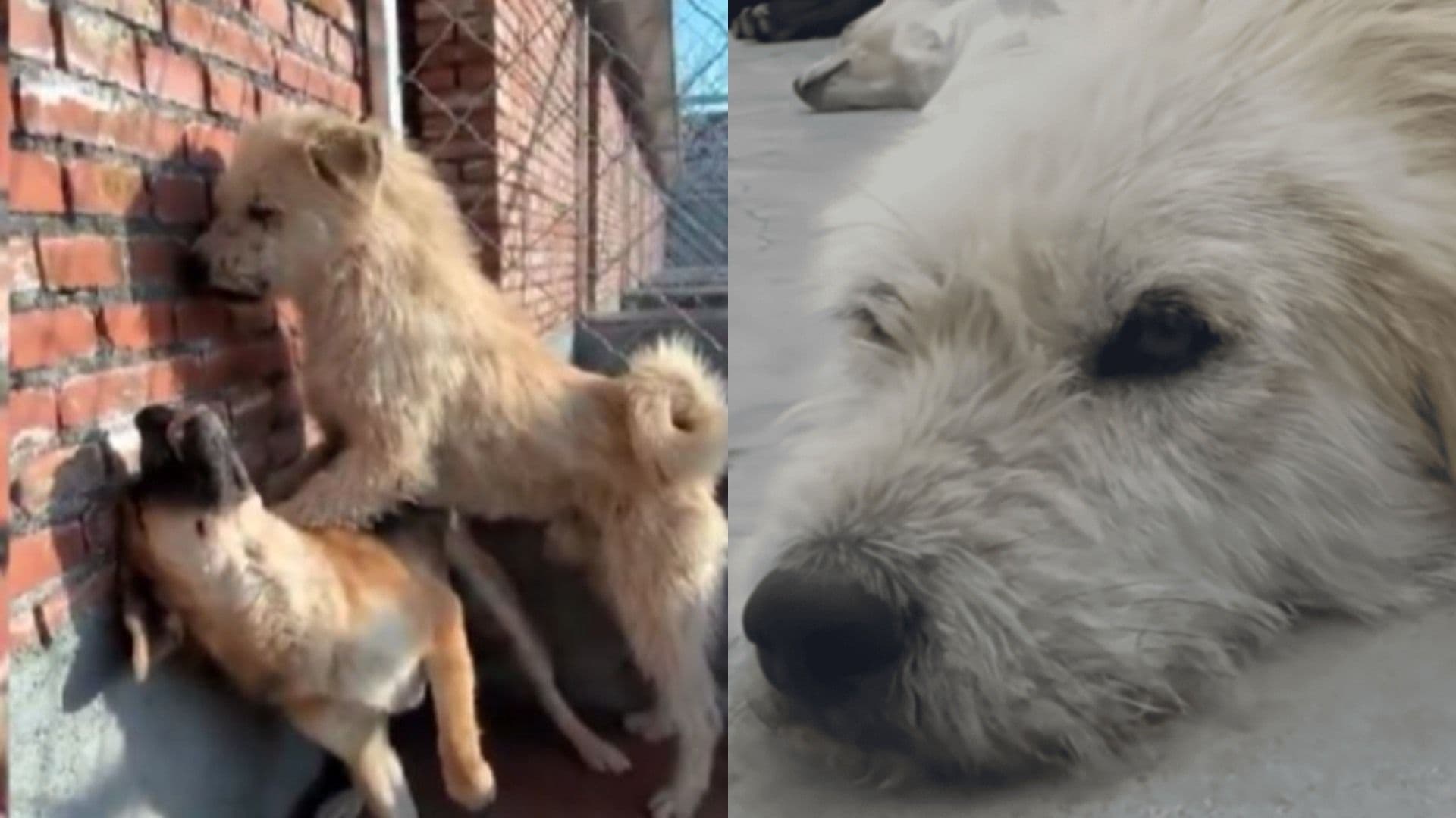 ¿Quién es 'King Charles', el 'Perro con Aura' que le temen y Detiene Peleas?