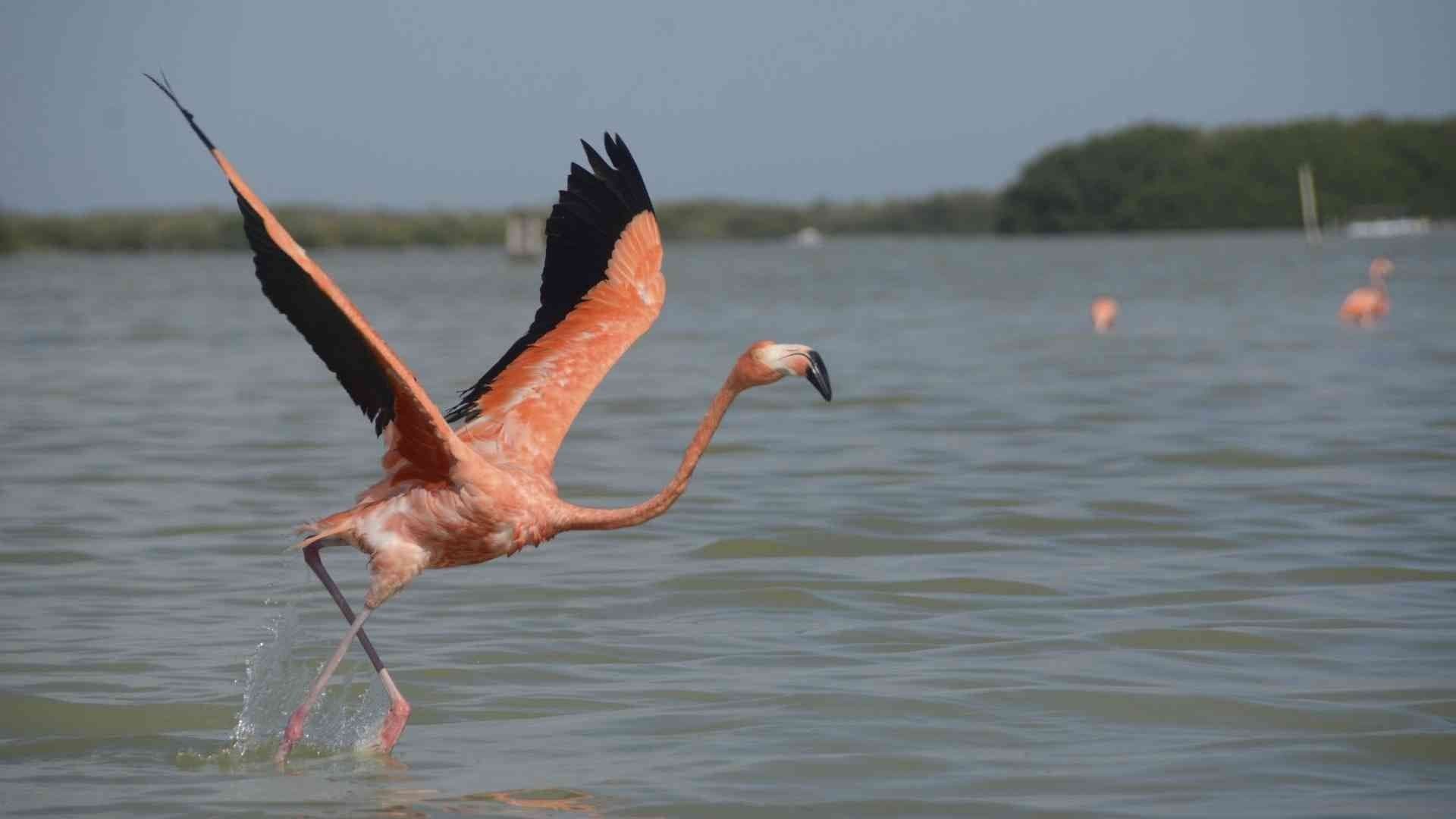 Flamenco rosa en la reserva de la biosfera de Río Lagartos, en Yucatán