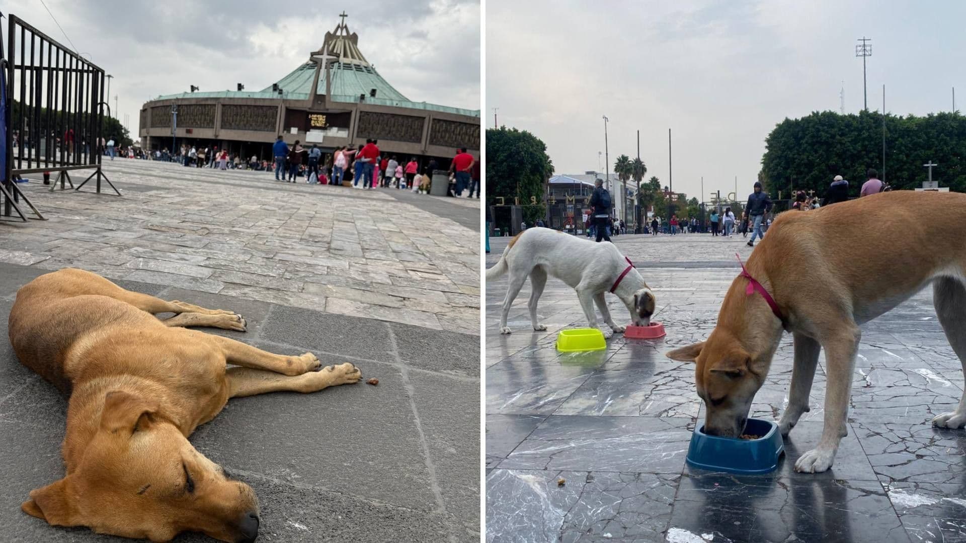 Perros Peregrinos: ¿Dónde Está el Módulo para Resguardar a “Lomitos” Abandonados en La Villa?