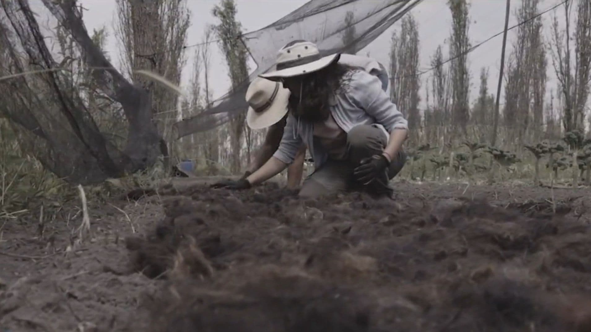 Con Cabello Mejoran Suelo de Cultivo Chinampero en Xochimilco
