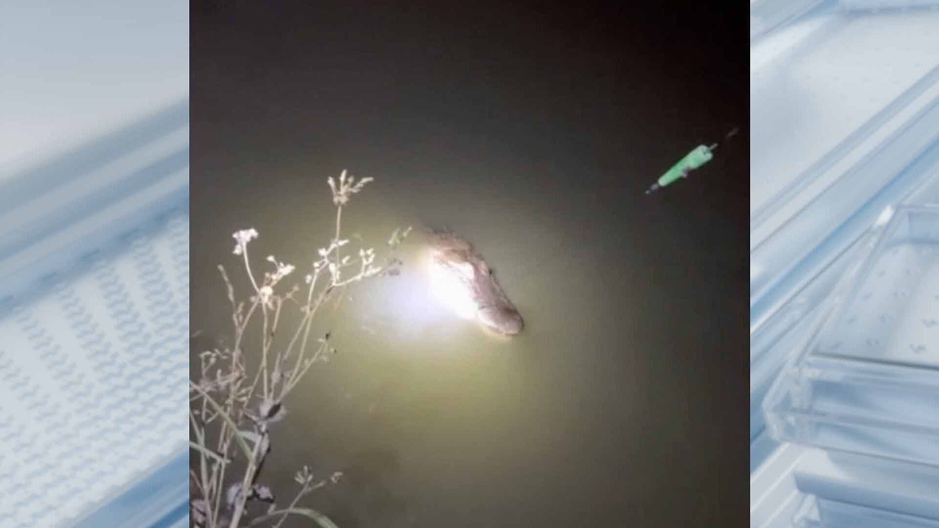 Registran Nuevo Avistamiento de Cocodrilo en el Valle de Texas