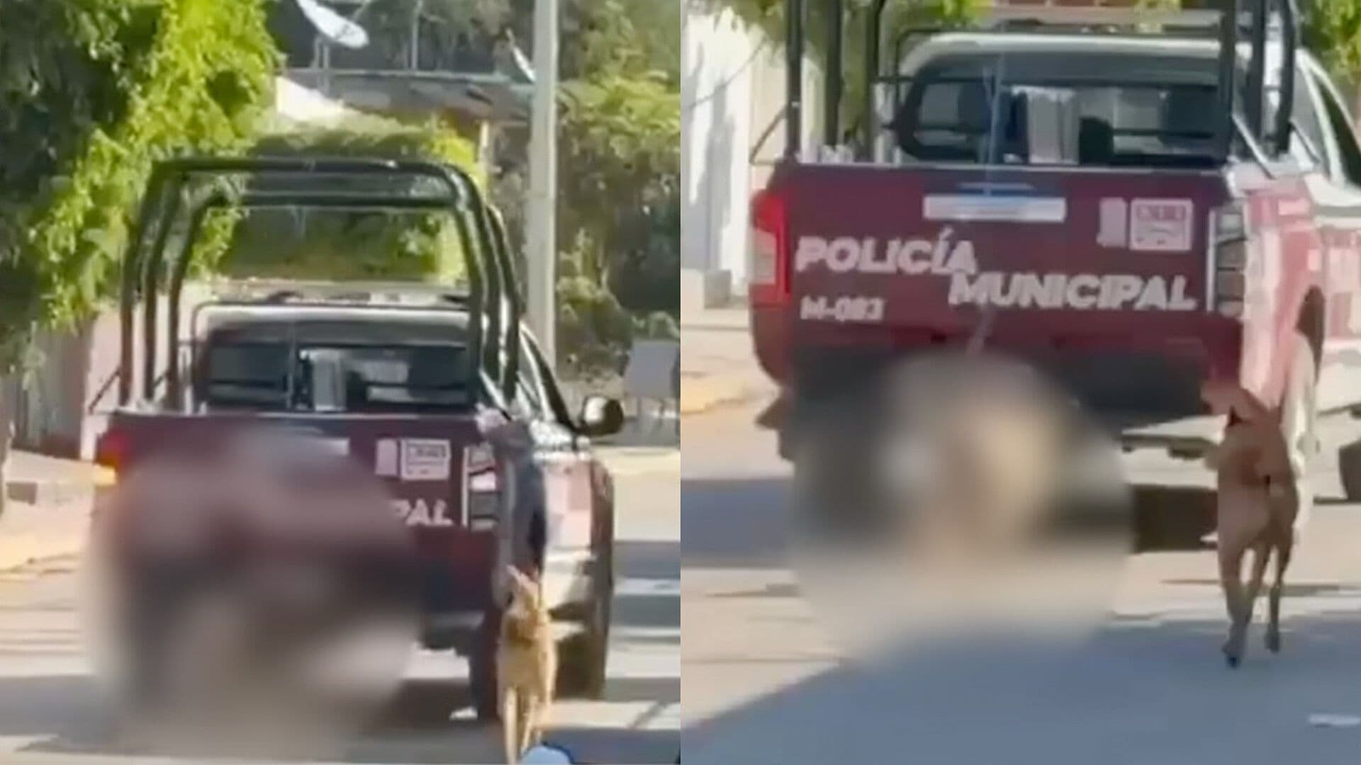 Video: Policías Amarran a Perro a Patrulla y lo Arrastran en San Felipe Xochiltepec, Puebla