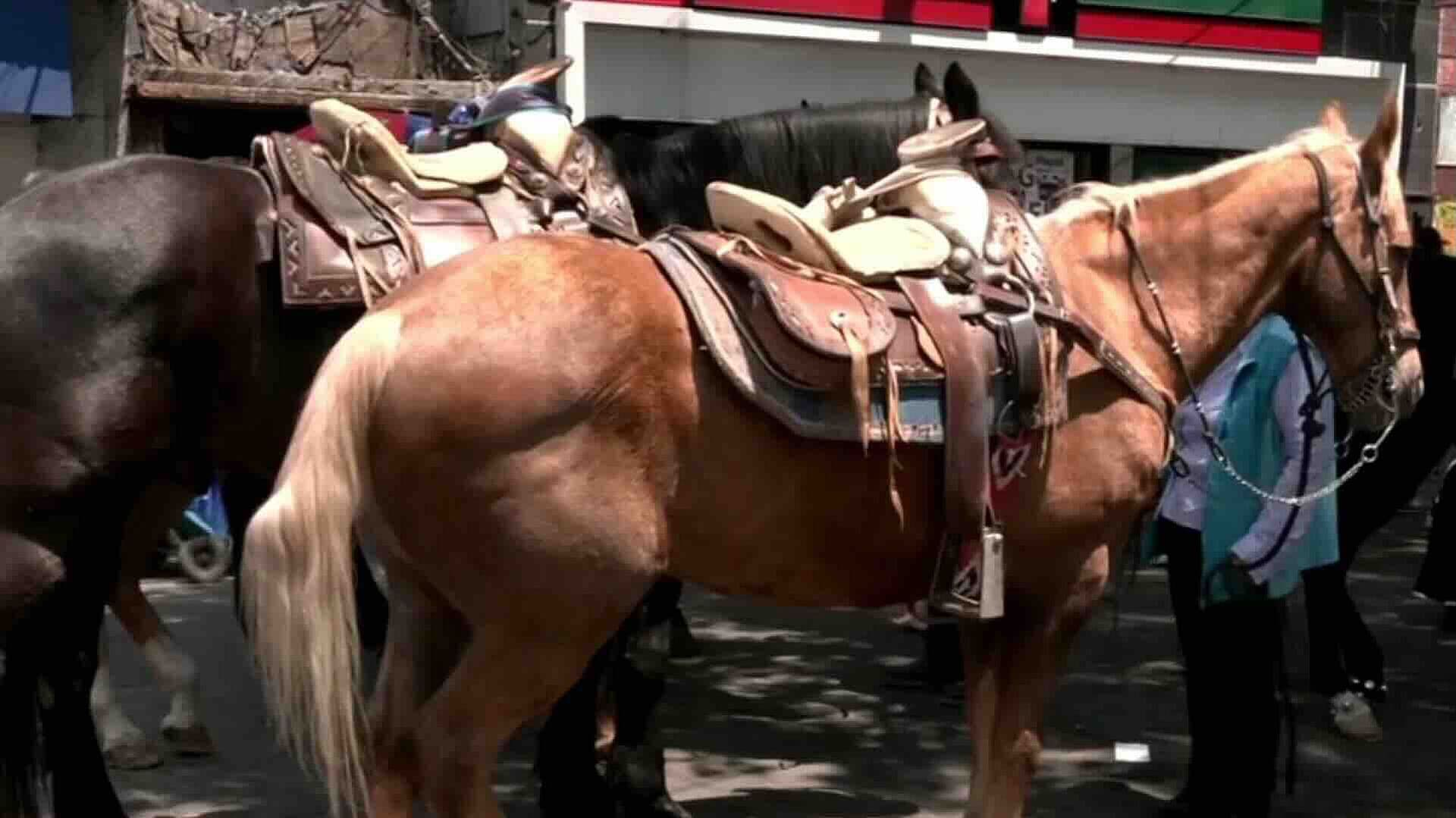 Juicio Busca Prohibir Uso de Caballos en Pasión de Cristo en Iztapalapa por Presunto Maltrato