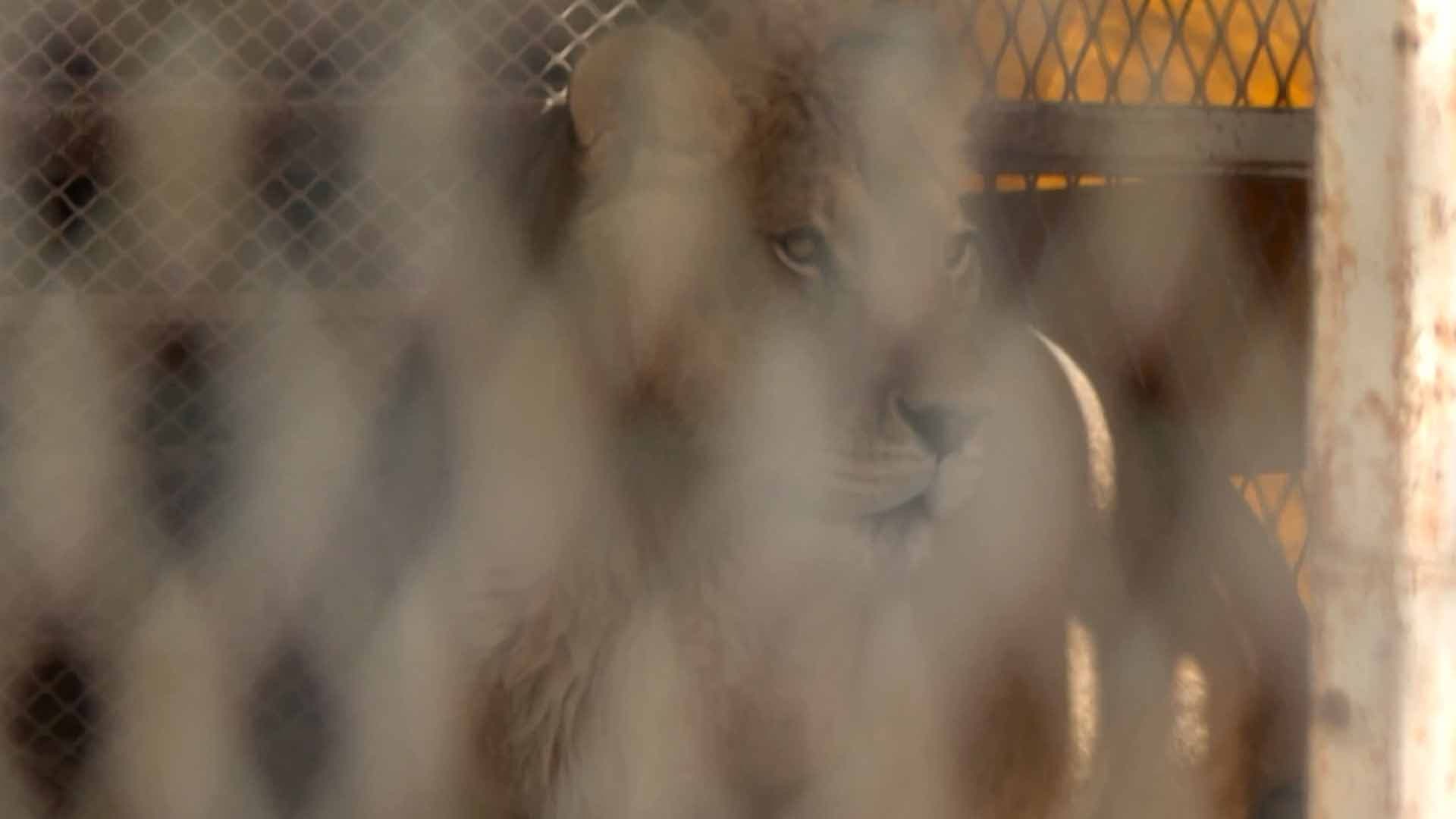 Clausuran Zoológico en Arteaga por Operar sin Permisos; Tenían Leones y Tigres