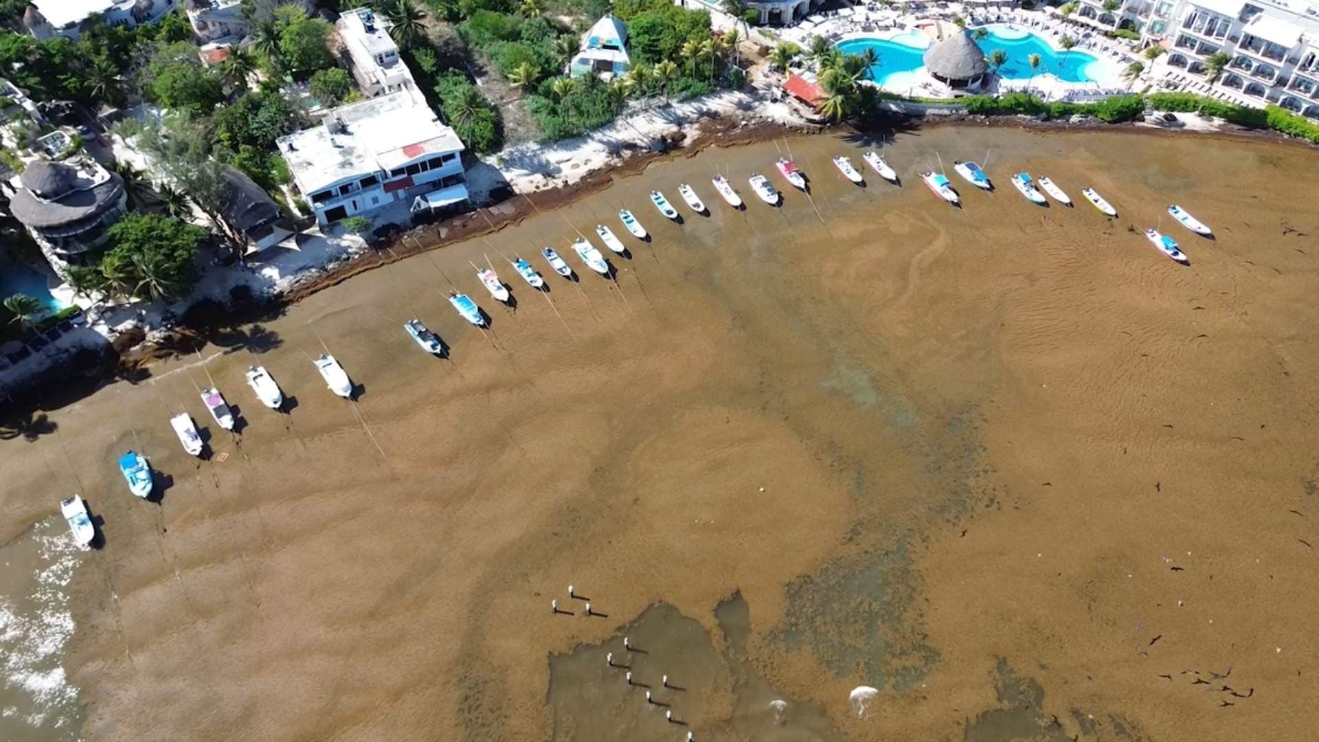 Reportan Disminución de Turismo en Playa del Carmen por Sargazo Excesivo