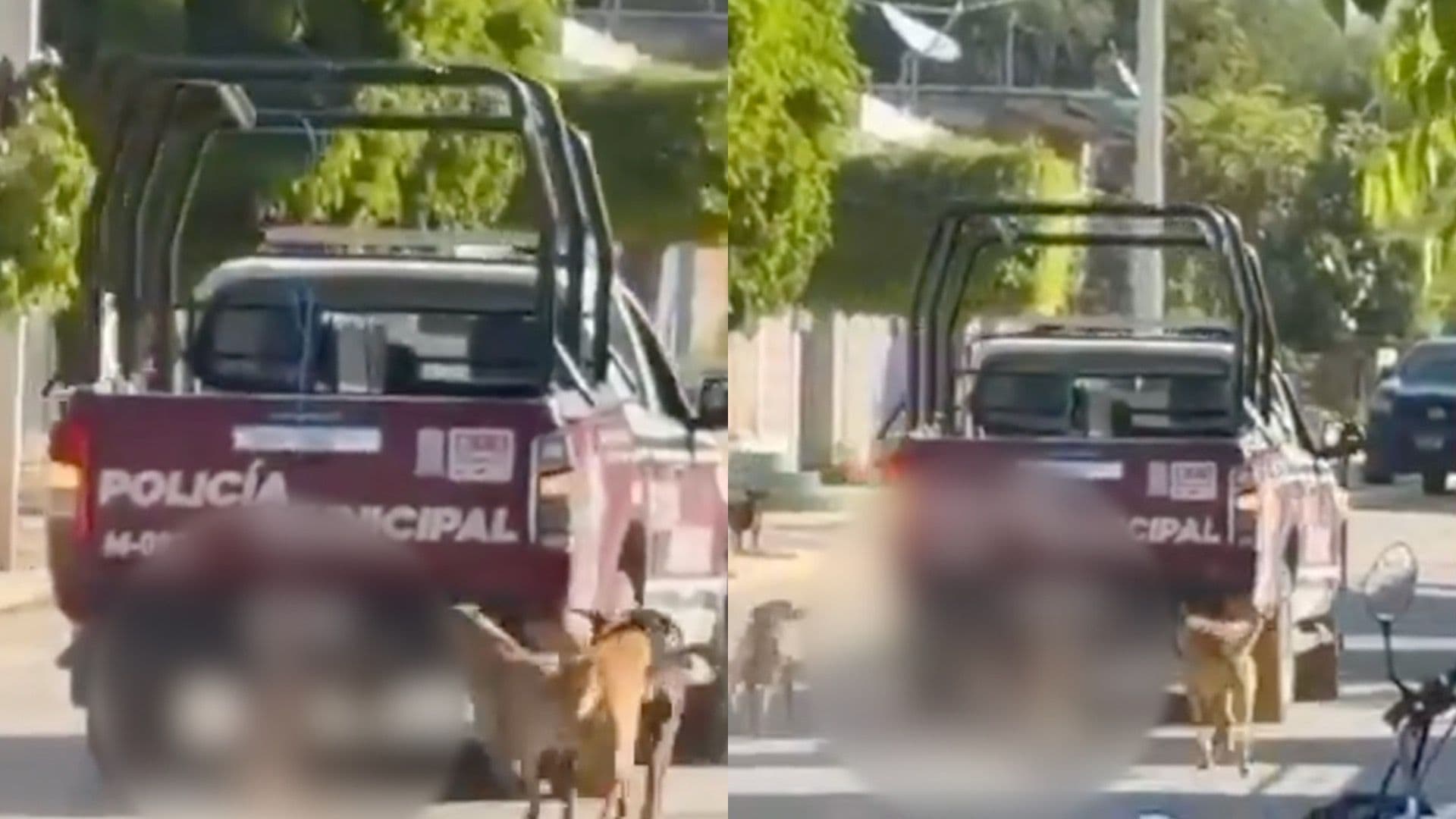 Investigan a Policías que Arrastraron a un Perro Sin Vida con una Patrulla en Puebla