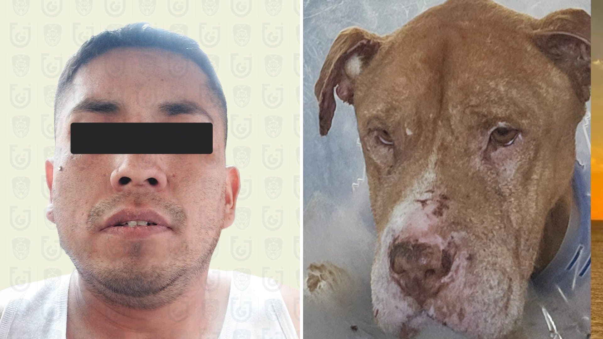 Piden Justicia para “Nicolás”: Perro Asesinado al Defender a su Dueña de Agresión de Exesposo