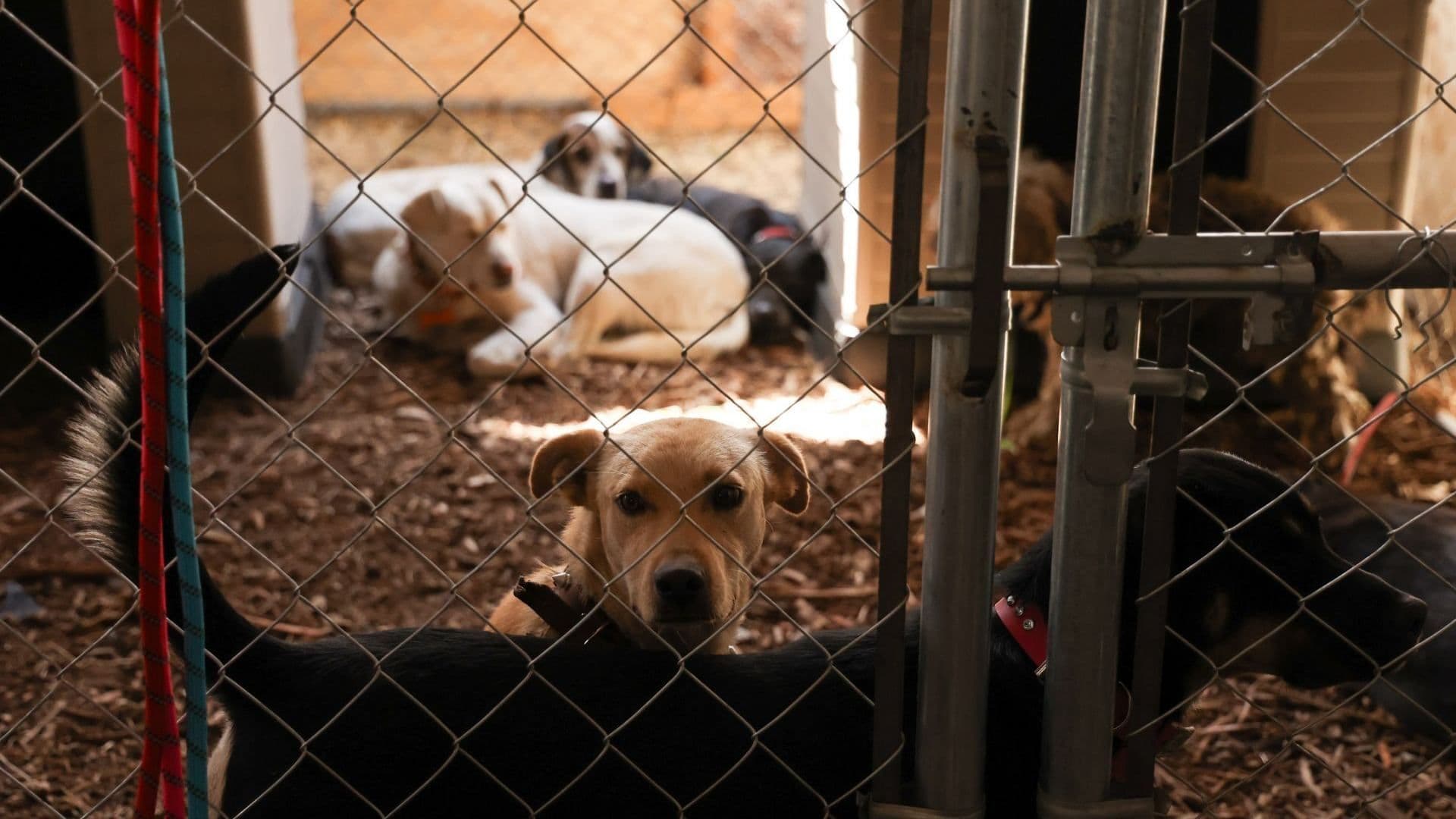 Refugio Franciscano Logra Acuerdos con Autoridades de CDMX; Darán en Adopción a Perros