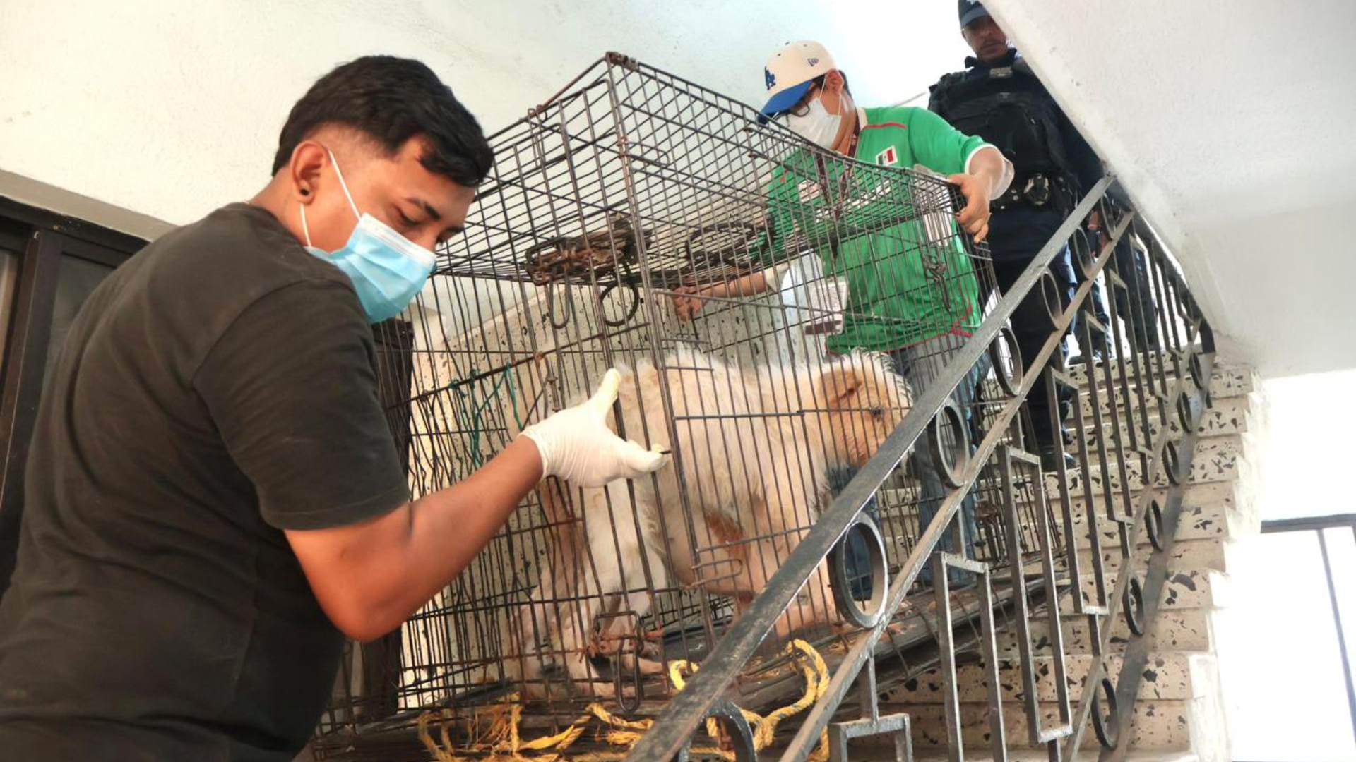 Rescatan a Tres Perros en Veracruz; Presentaban Signos de Maltrato
